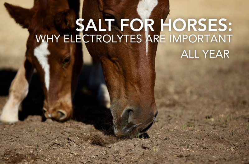 Salt For Horses: Why Electrolytes Are Important All Year | Equine Science Matters™